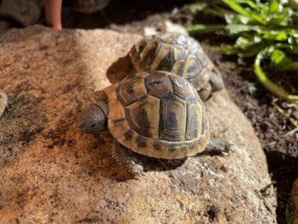 Griechische Landschildkröten, NZ 2024