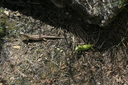 Griechische Landschildkröten, Thb. un Thh. (kleinbleibende Unterart aus dem west