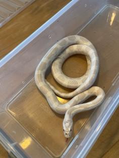 Albino Kornnatter mit Terrarium