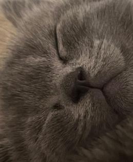 Wuschelweiche Kitten