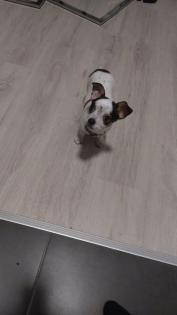 Pincher Rafi sucht liebevolle zu Hause
