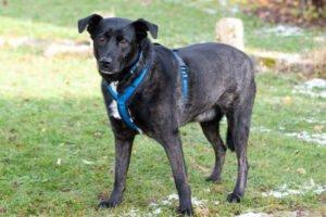 ONYX - männlich 4 Jahre 60 cm 39 kg Mix Gechipt Kastriert