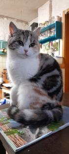 Typvoller junger BKH Kater mit Ahnentafel, geimpft, entwurmt, gechipt, kastriert