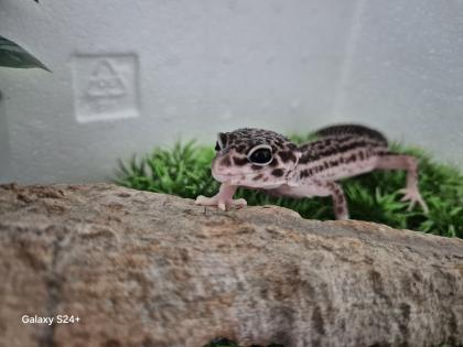 Leopardgecko MssBn Eclipse aus 2024