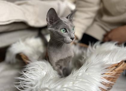 Russisch Blau Mix Kitten