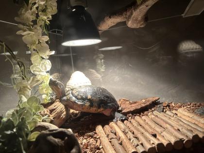 Gelbwangenschildkröte „ARNOLD “