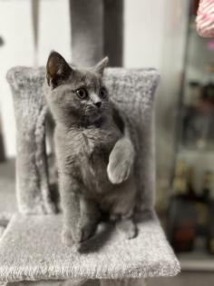 BKH Kitten grau ab dem 18.11 abgabebereit