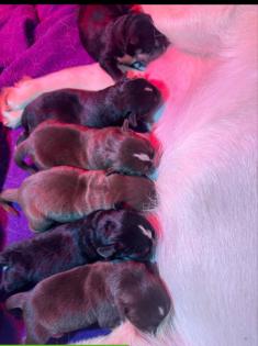 Showline Labrador husky Welpen