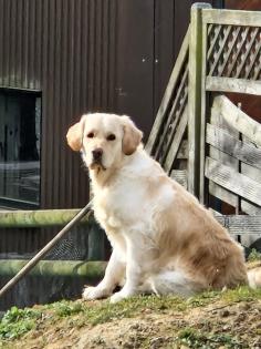 Golden Retriever  Wurfankündigung