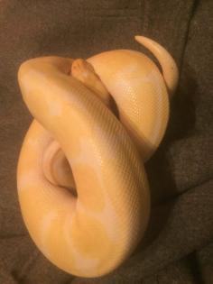 1.0.0 Königspython Albino