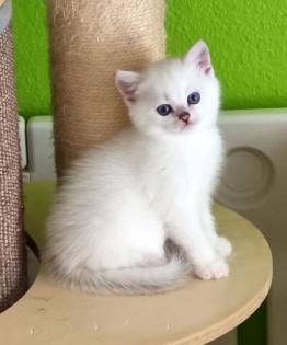 Supersüße Kitten mit blauen Augen BKH seal-silver-shaded-point ns 11 33 reinrass