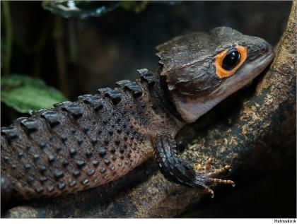 Rotaugen Helmskink, Buschkrokodil, Tribolonotus gracilis, 0.1, DNZ