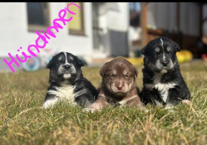Showline Labrador husky Welpen