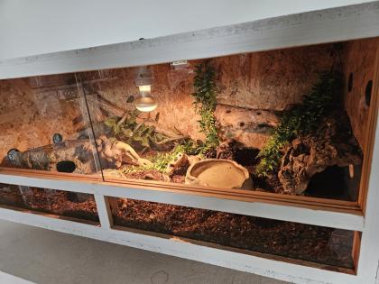 Königspython (Python regius)