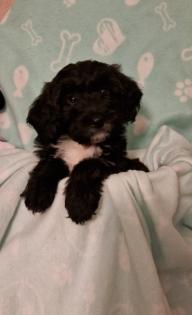 Miniature Aussiedoodle Welpen