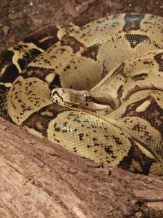 Adulte Boa C.I. Weibchen (opt. mit Terrarium)