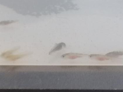 Axolotl babys (zum reservieren)