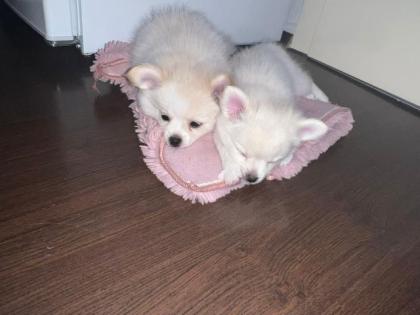 Pomchi Welpen