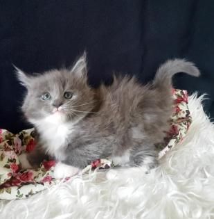 =^..^=Sehr typvolle Maine Coon kitten mit Stammbaum =^..^=