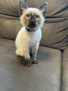 Siam Kitten