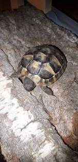 Griechische Landschildkröten NZ 2024