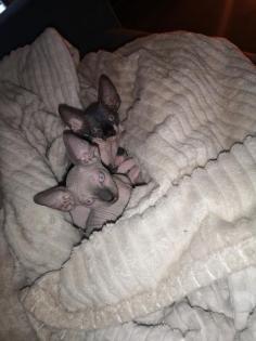 Sphynx Kitten 