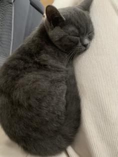 Zwei liebe BKH Kitten lilac + blue, weiblich