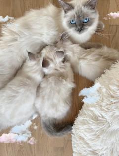 Heilige Birma Kitten / unsere zuckersüßen Wölkchen :)