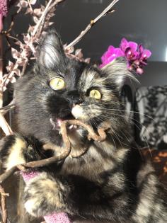 Katze Dori sucht ein liebevolles Zuhause …