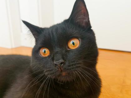Kater BKH - schwarz/dunkelbraun - 7 Monate alt