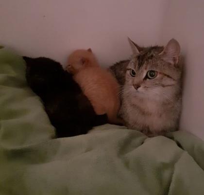Kitten suchen liebevolles Zuhause! ( aus dem Tierschutz)