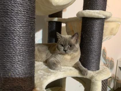 Bkh Colorpoint Deckkater
