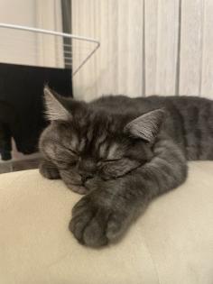 Zwei Kitten suchen ein tolles zuhause