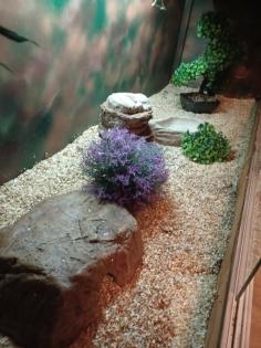 Königspython 1.0 Butter/Spider mit großem Terrarium samt Ausstattung und zubehör