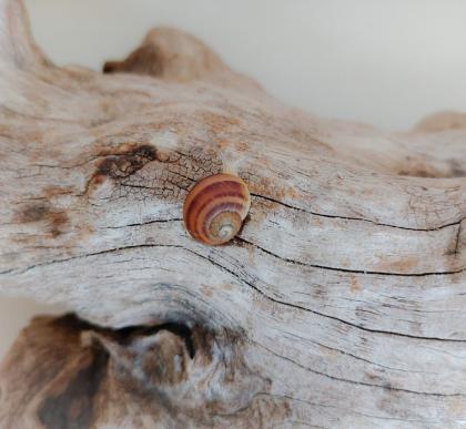 Gefleckte Weinbergschnecken Babys ( Cornu aspersum )