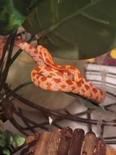 Kornnatter Schlangen