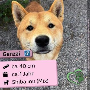 Genzai - sozial, freundlich und verspielt