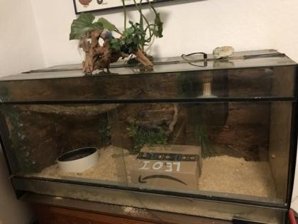 3 Boa constrictor & Terrarien 