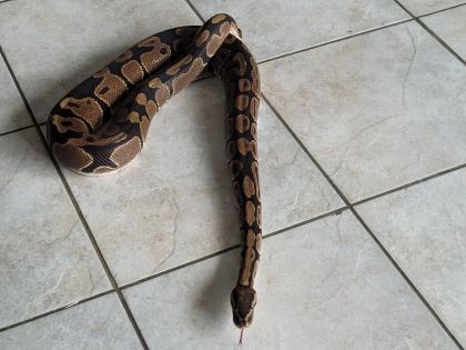 Zu verschenken: Python Regius, Bock, etwa 20 Jahre alt - alle Papiere vorhanden