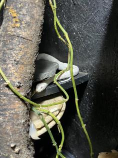 Albino Kornnatter mit Terrarium