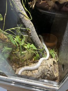 Albino Kornnatter mit Terrarium