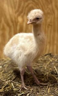 Dromaius novaehollandiae (Emu)