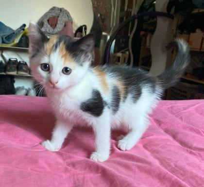 Rote Kater & Glückskatze - stubenreine, menschenbezogene Katzenbabys