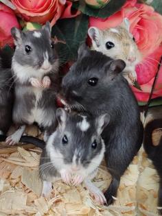 Neugierige Rennmäuse aus liebevoller Hobbyzucht (mongolische Rennmaus, Züchter)