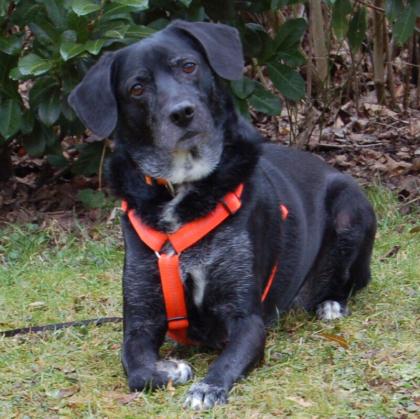 GRACIELLE - weiblich 8 Jahre 52 cm 25 kg Labrador-Mix Gechipt Kastriert