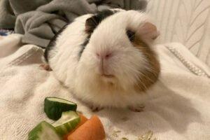 COOKIE - weiblich  4 Jahre  Meerschweinchen