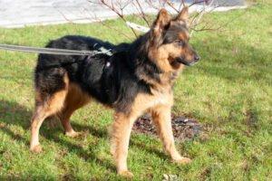 PUSCHINKA -weiblich 4 Jahre 55 cm 22 kg Deutscher Schäferhund Gechipt Kastriert
