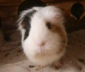 COOKIE - weiblich  4 Jahre  Meerschweinchen