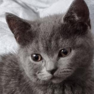 BKH - KITTEN 13  WOCHEN