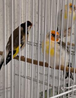 Stieglitz Major Mutation